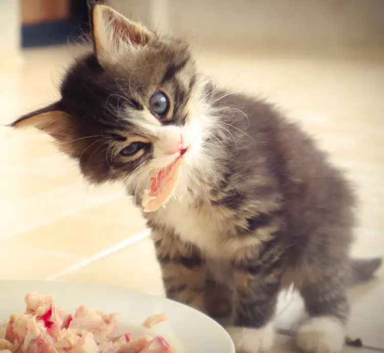 What happens if a kitten eats cat food