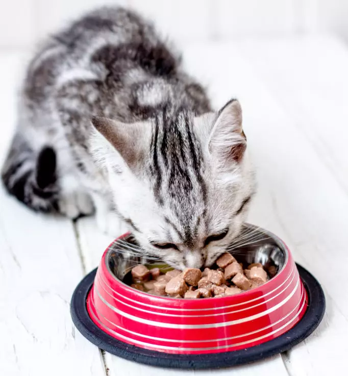 what to feed four month old kitten