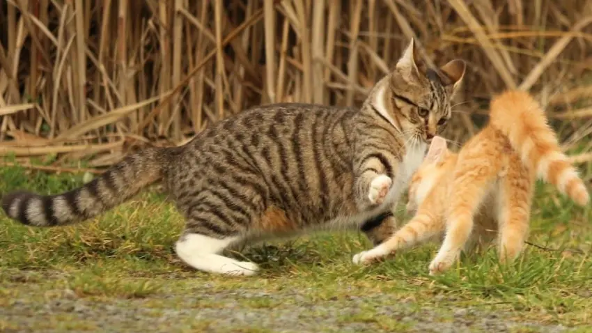 Why do two female cats not get along