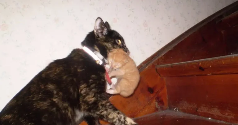 Why Does Mother Cat Move Only One Kitten?