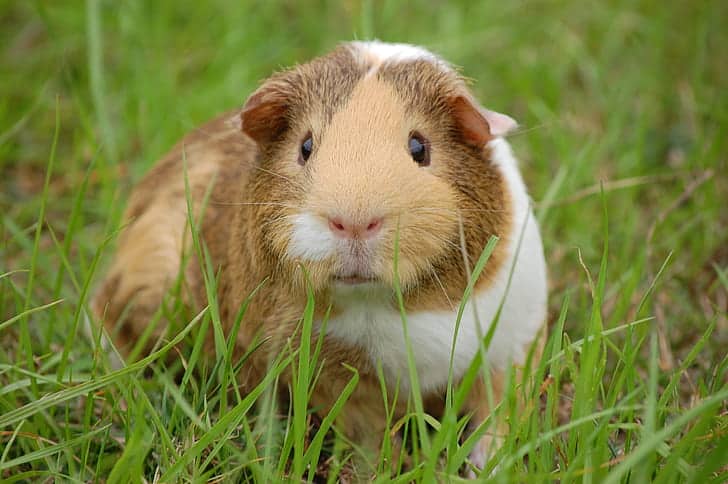 Can Guinea Pigs Eat Cucumber Seeds, Skin, And Leaves