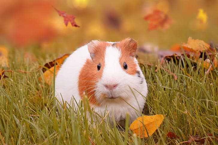 Can Guinea Pigs Eat Bell Peppers