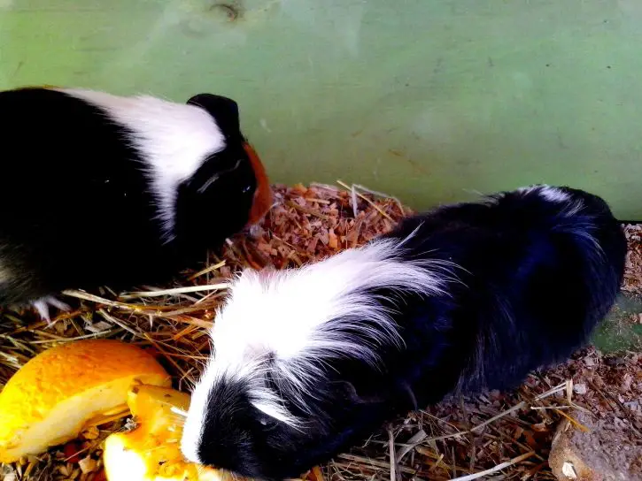 Can Guinea Pigs Eat Peaches