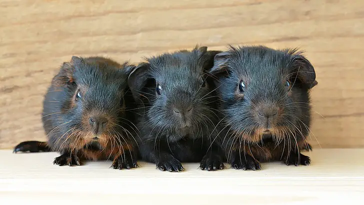 Can Guinea Pigs Eat Orange Peels