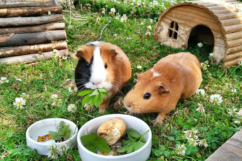 Can guinea pigs eat banana peels