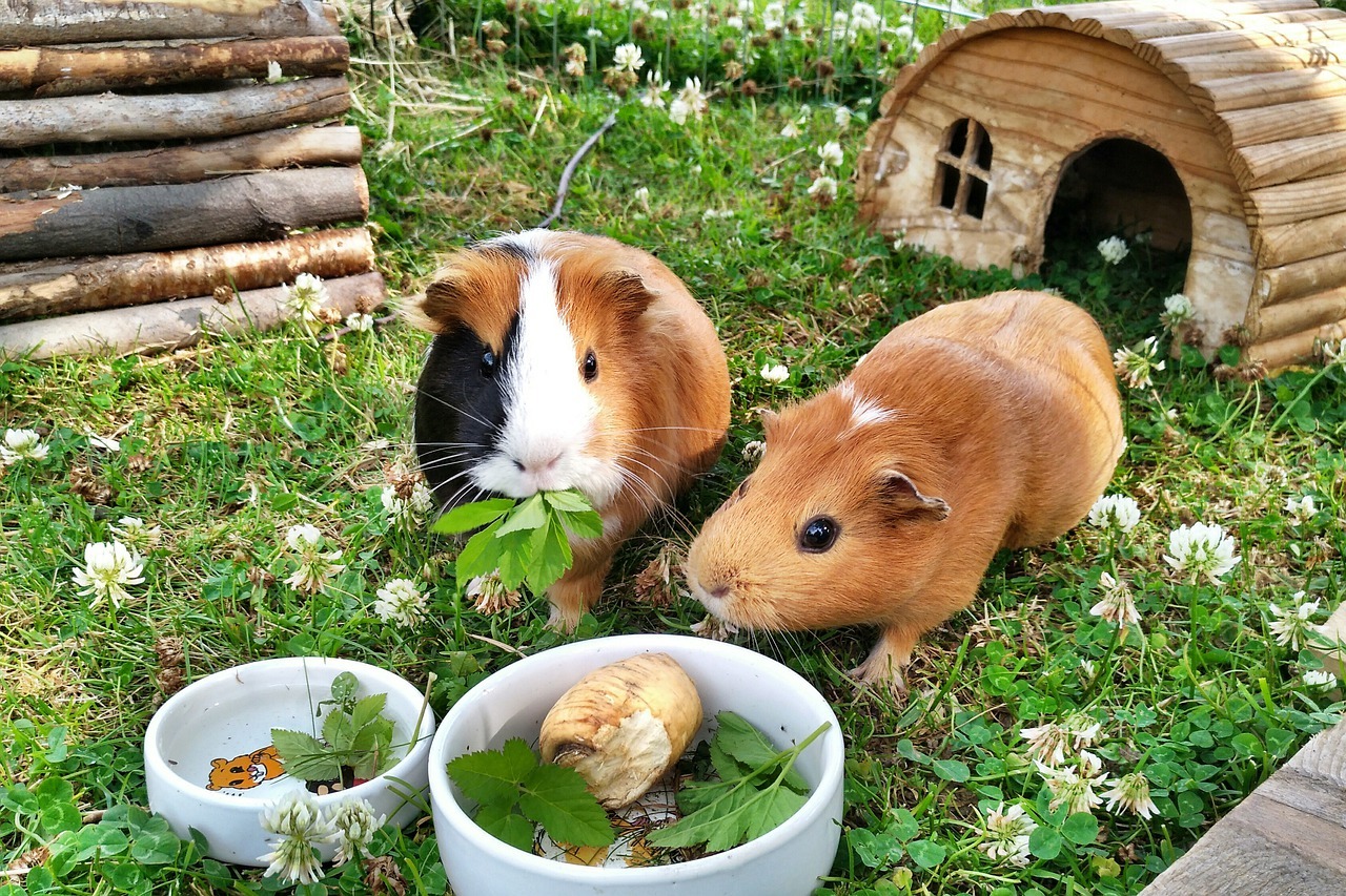 Do guinea outlet pigs eat banana