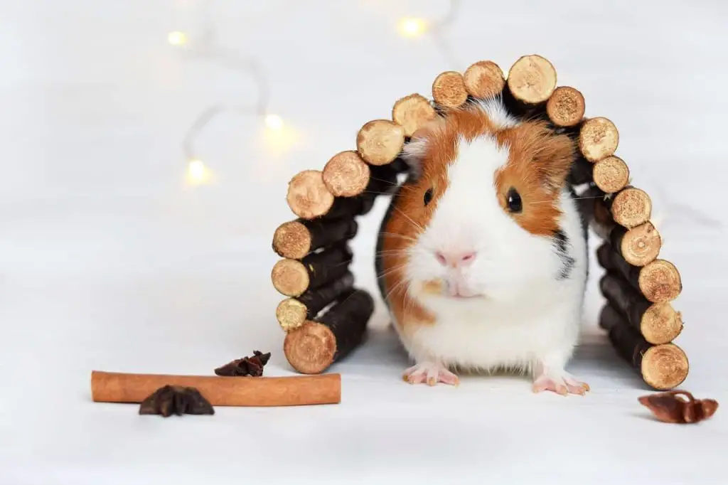 Can Guinea Pigs Eat Eggplant