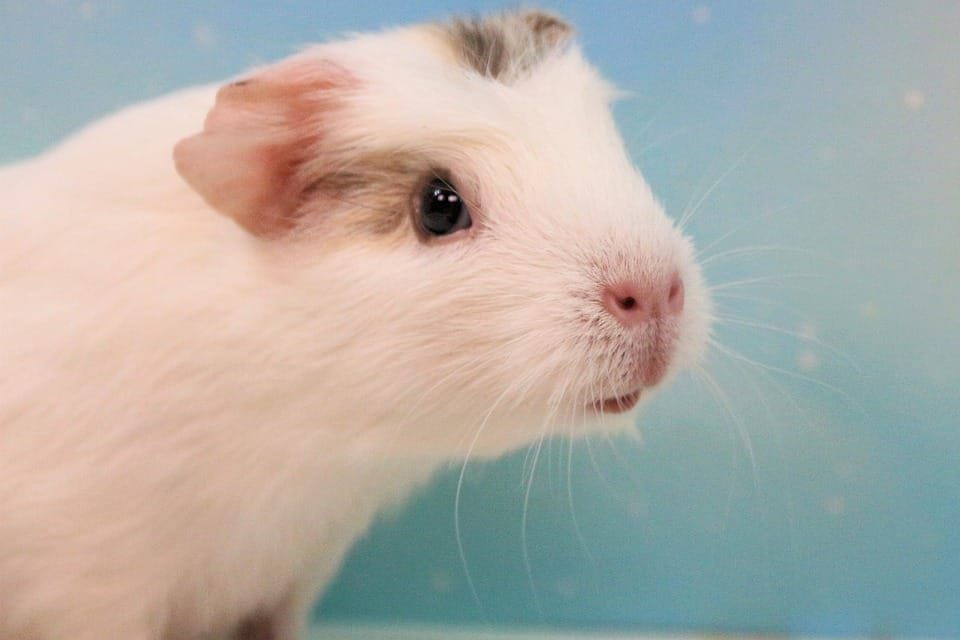 Can Guinea Pigs Eat Bok Choy