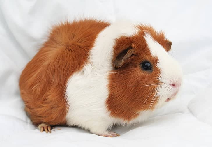 Can Guinea Pigs Eat Red Cabbage