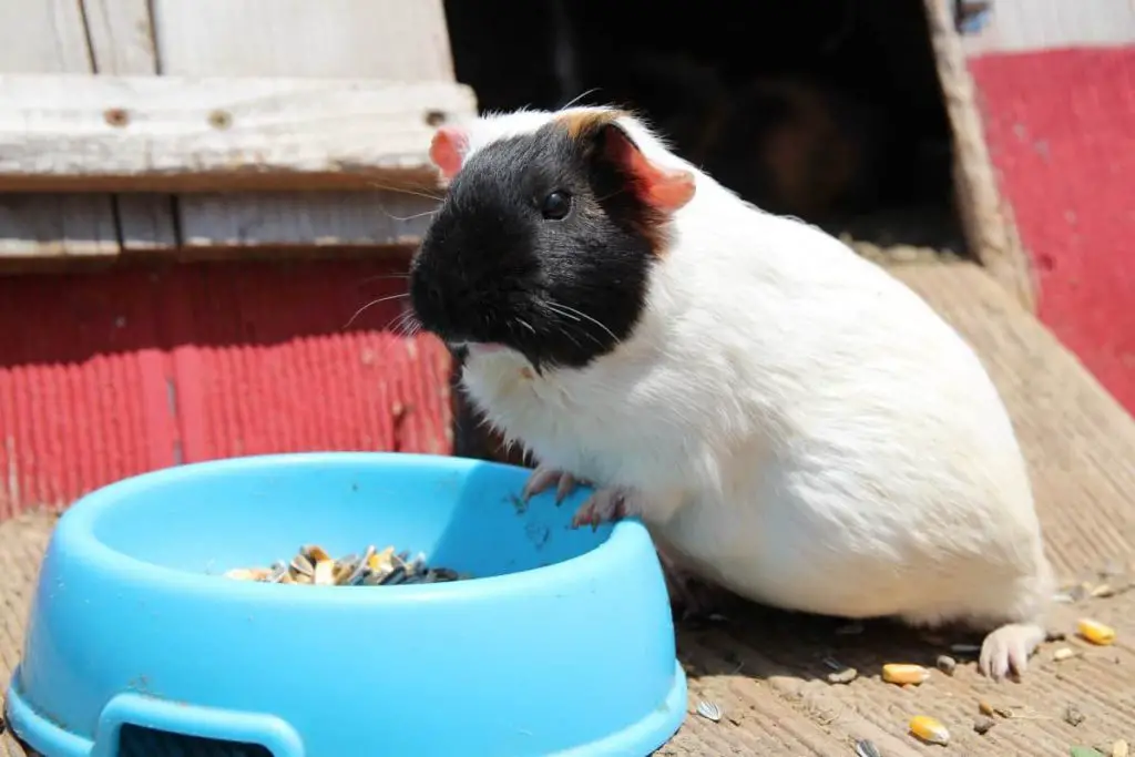 Can Guinea Pigs Drink Water Out Of A Bowl
