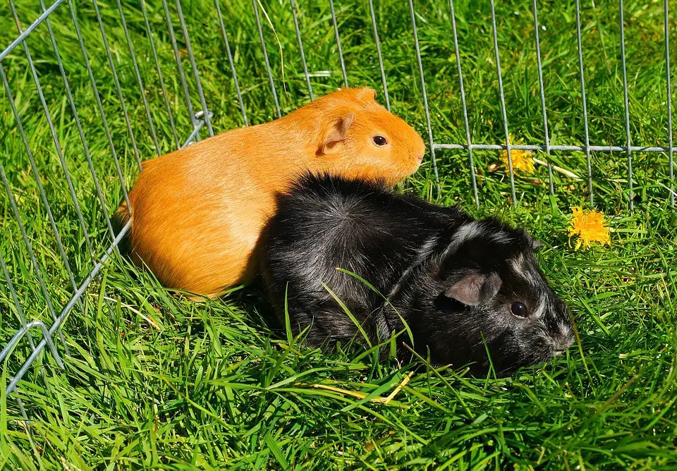 Can Guinea Pigs Eat Snap Peas