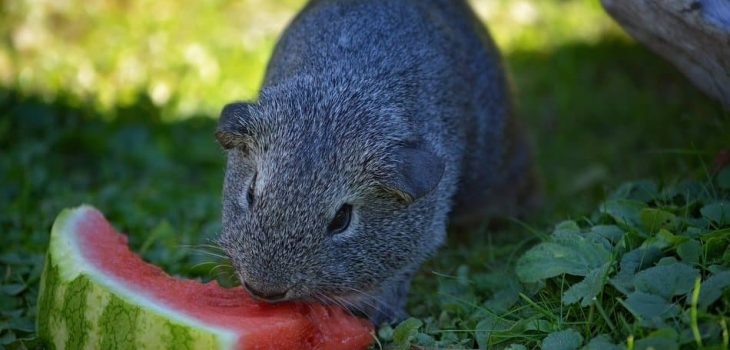 Can Guinea Pigs Eat Watermelon Rind