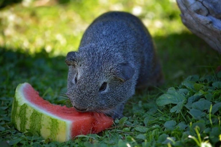 Can Guinea Pigs Eat Watermelon Rind? Pros And Cons
