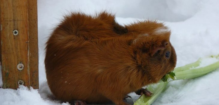 Can Guinea Pigs Eat Celery Leaves