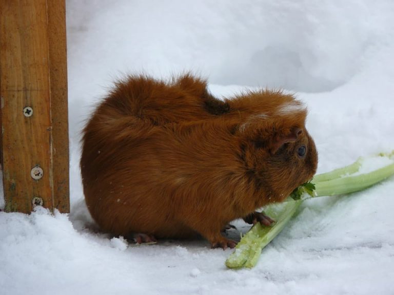 Can Guinea Pigs Eat Celery Leaves? How To Prepare