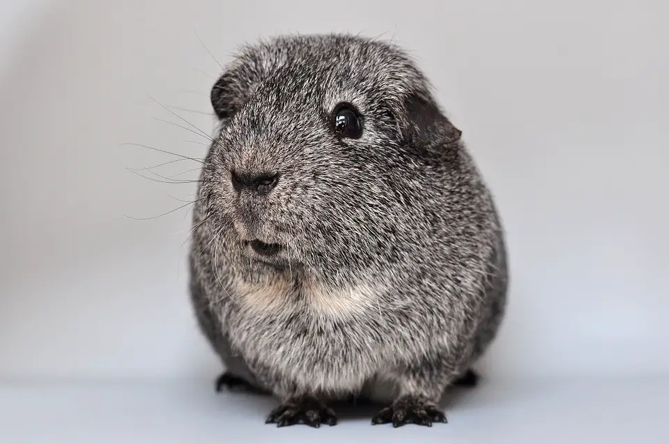 Can guinea pigs eat cheerios