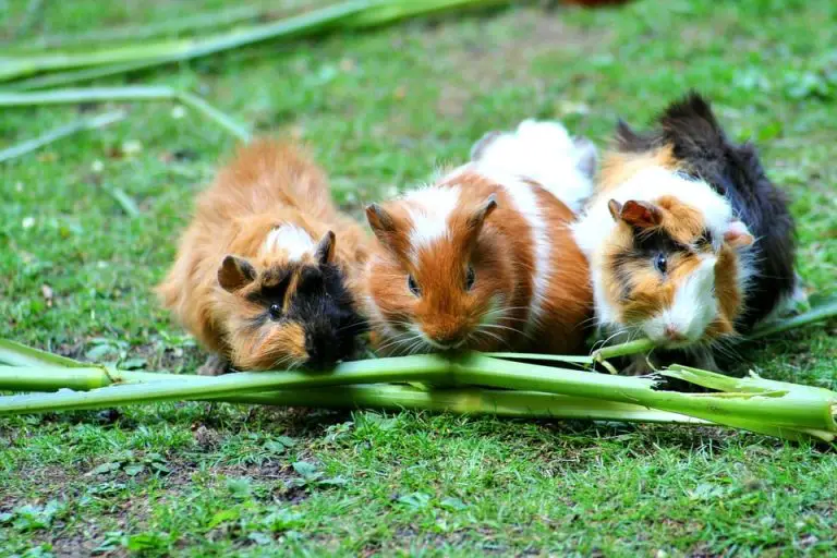 Can Guinea Pigs Eat Mint? 5 Reasons Why You Should!