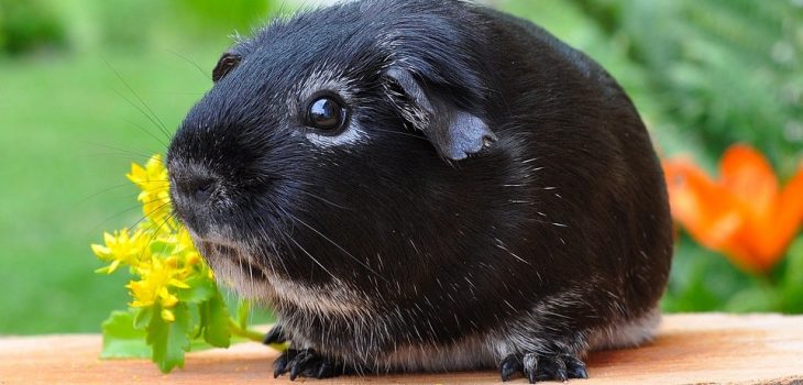 can guinea pigs eat plums