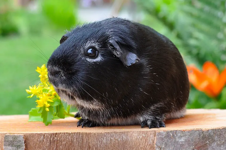 can guinea pigs eat plums