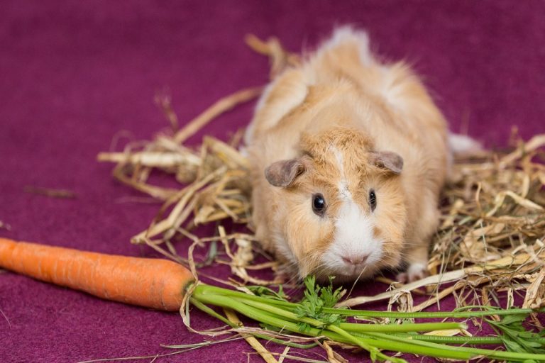 Can Guinea Pigs Eat Carrot Tops: 2 Important Things To Remember