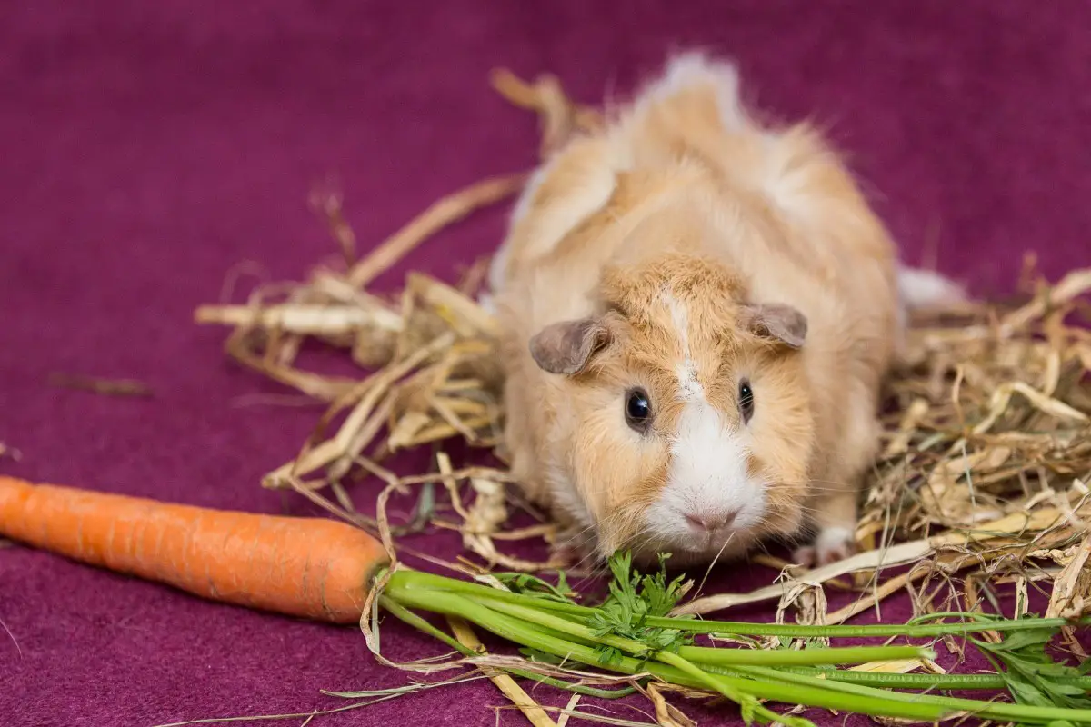Can Guinea Pigs Eat Carrot Tops