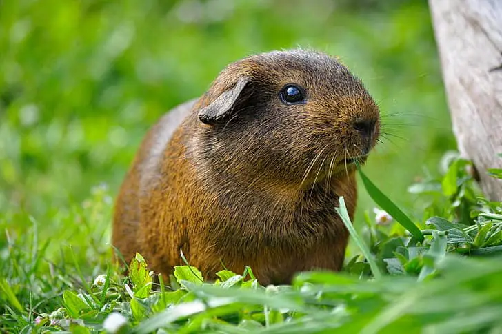 Can Guinea Pigs Eat Dill