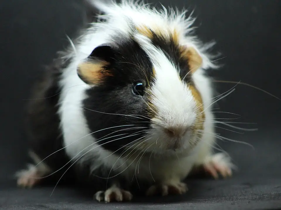 Can Guinea Pigs Eat Bread