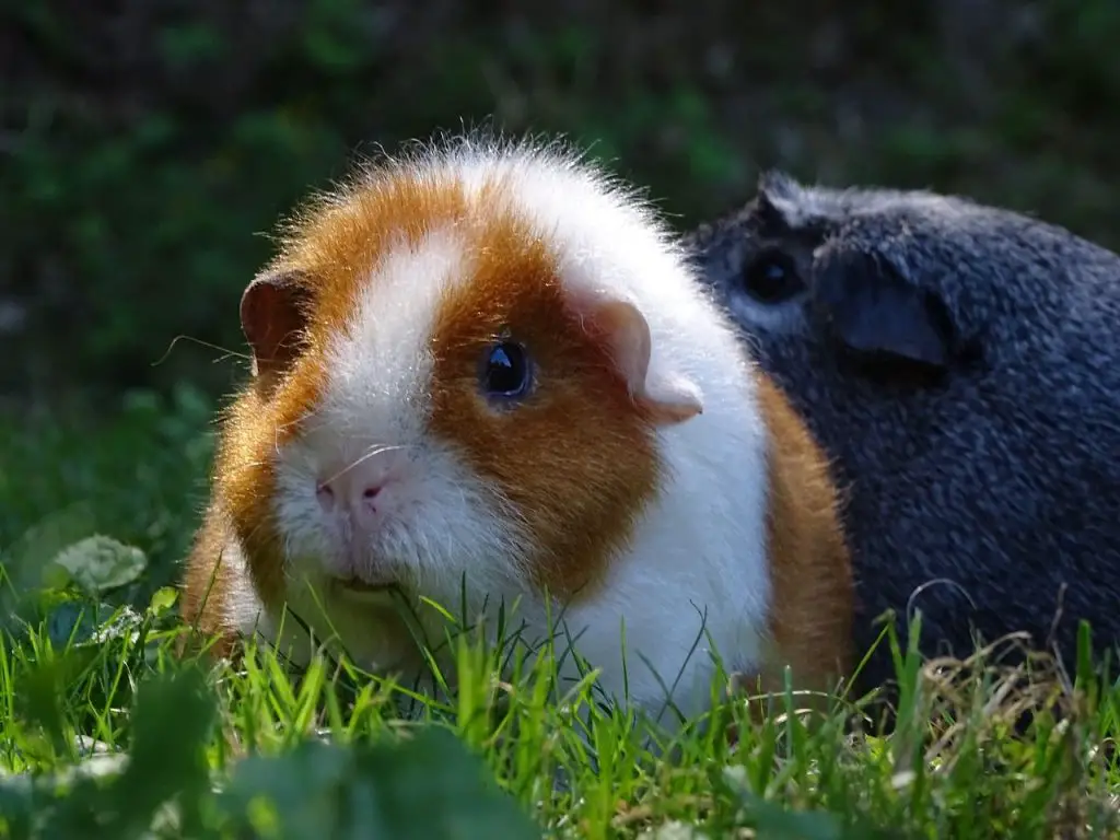can guinea pigs eat butternut squash