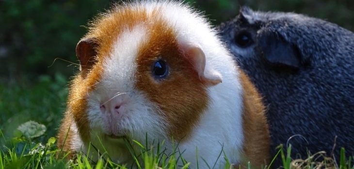 can-guinea-pigs-eat-butternut-squash-5-surprising-pros-petcosset