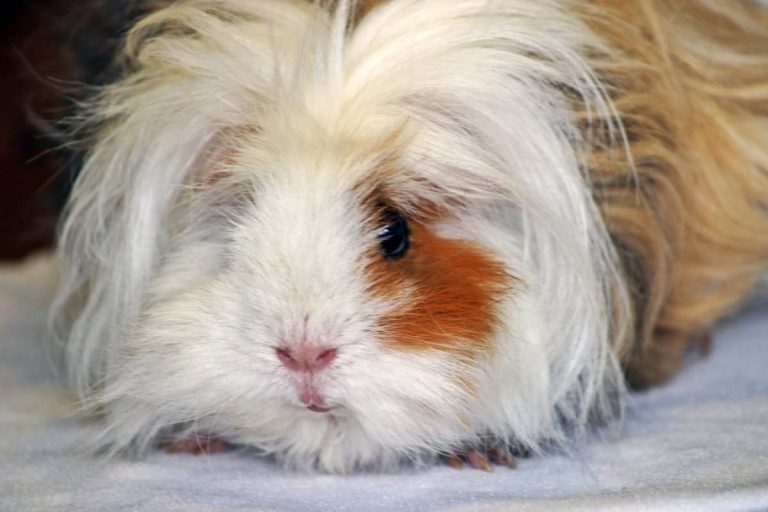 Can Guinea Pigs Eat Radishes? 5 Great Benefits