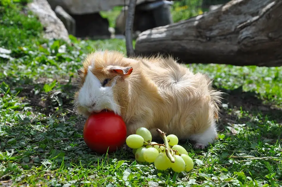 can guinea pigs eat nectarines