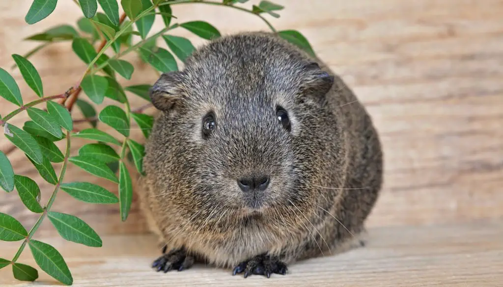 Can Guinea Pigs Eat Rosemary