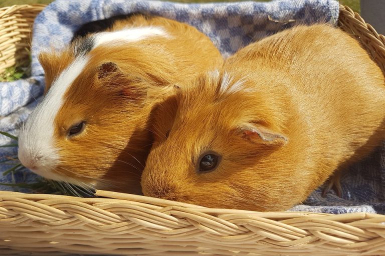 Can Guinea Pigs Eat Bean Sprouts? 5 Amazing Benefits