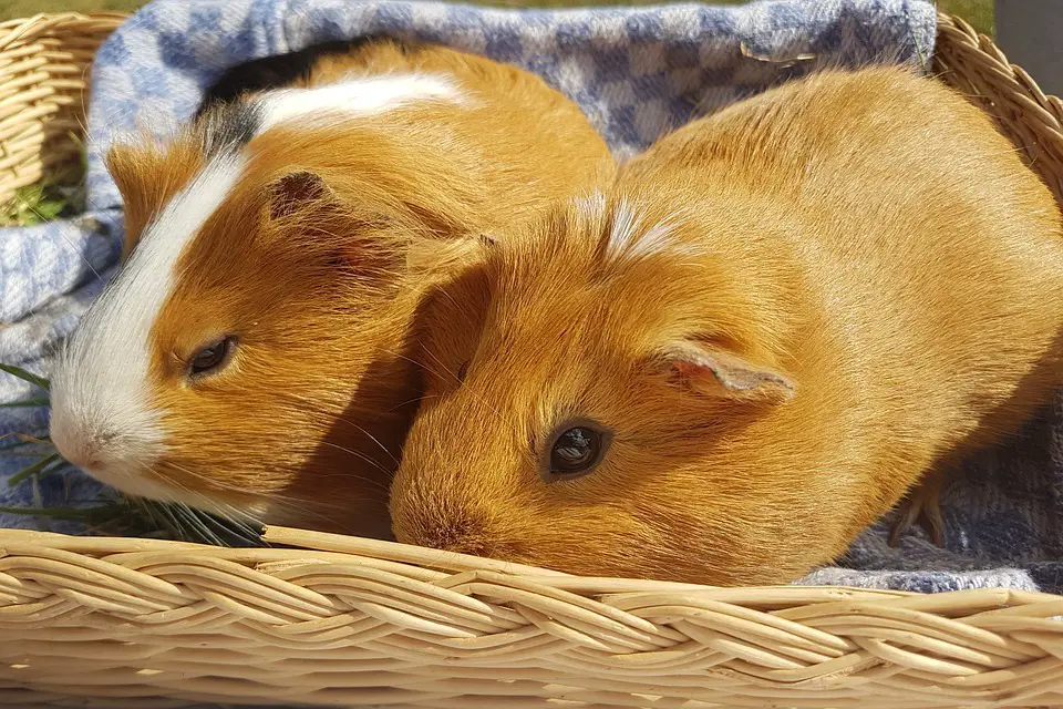 Can Guinea Pigs Eat Bean Sprouts