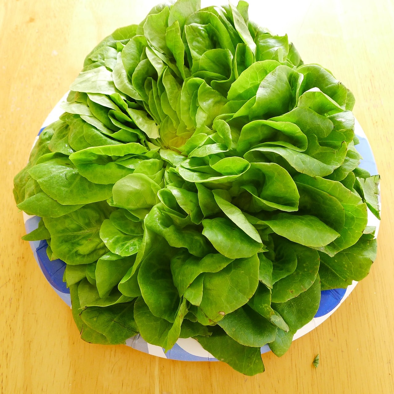 Can Guinea Pigs Eat Butter Lettuce