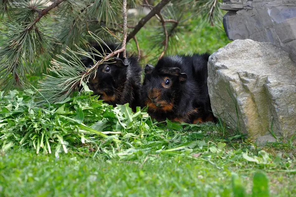 Can guinea pigs eat fennel