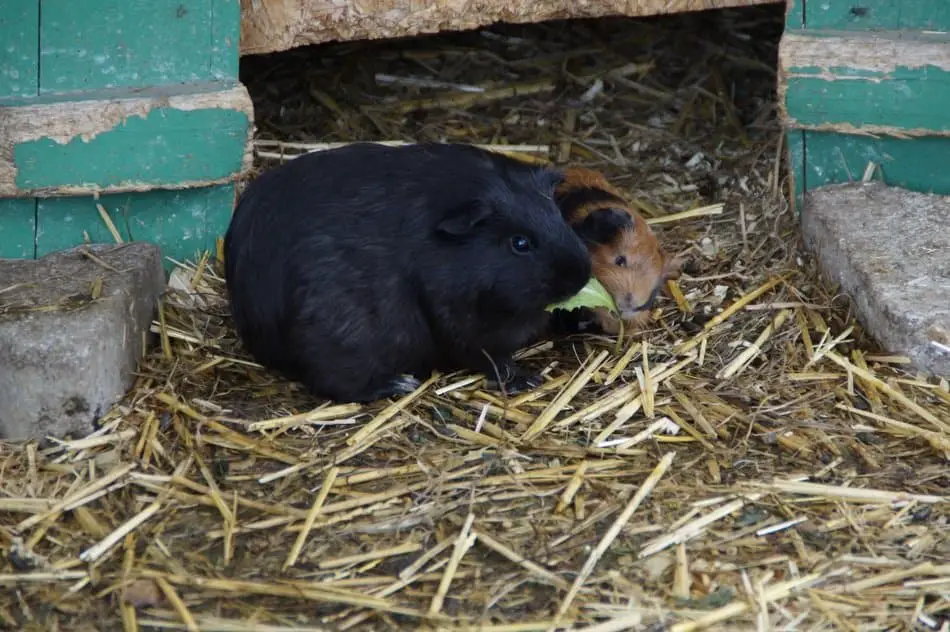 Can Guinea Pigs Eat Sage