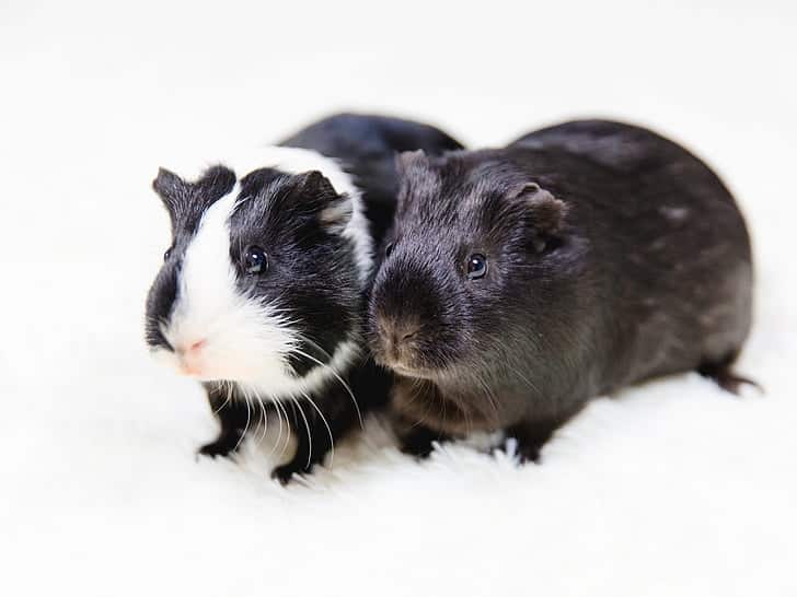 Can Guinea Pigs Eat Yams? What You Should Know