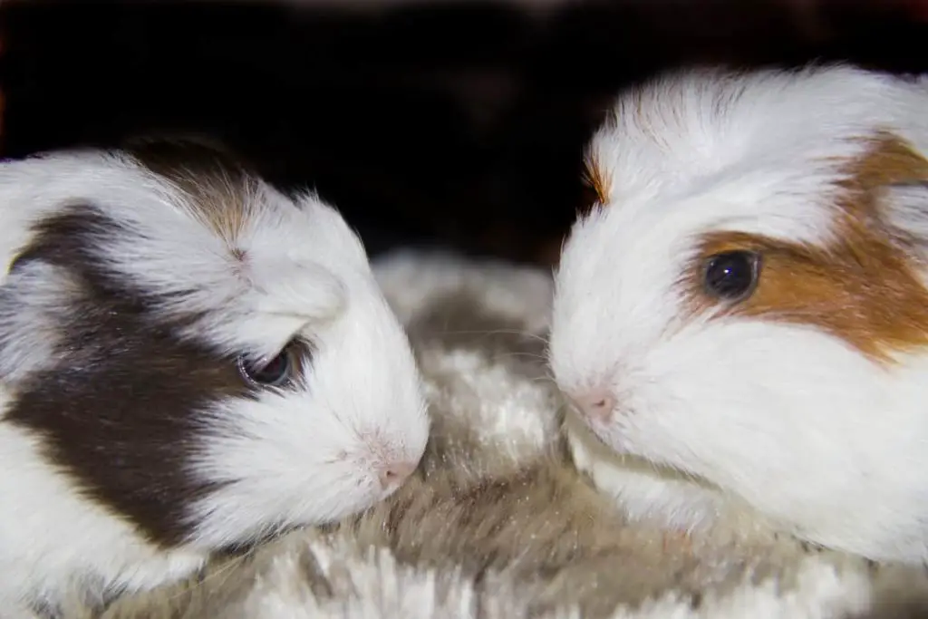 Can guinea pigs eat apricots