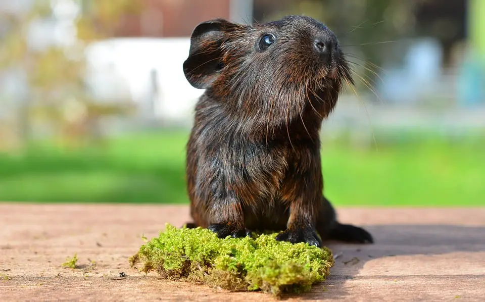 Can Guinea Pigs Eat Cauliflower