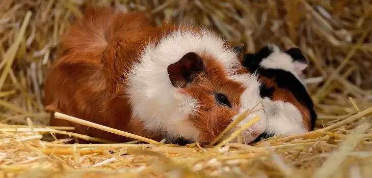 can guinea pigs eat mangoes
