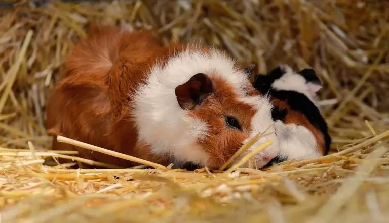 Can Guinea Pigs Eat Mango? You Should Know These!