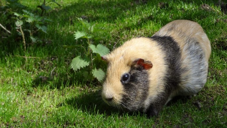Can Guinea Pigs Eat Cilantro? Learn From The Basics