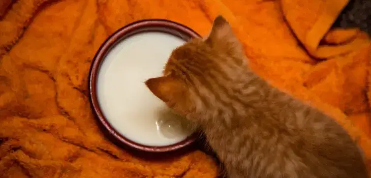Can Cats Drink Rice Milk? What You Need to Know