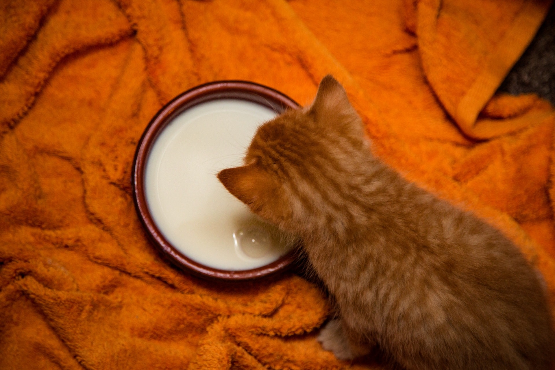 Can Cats Drink Rice Milk? What You Need to Know
