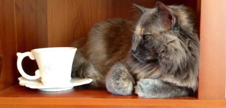 can-cats-drink-tea-what-you-need-to-know