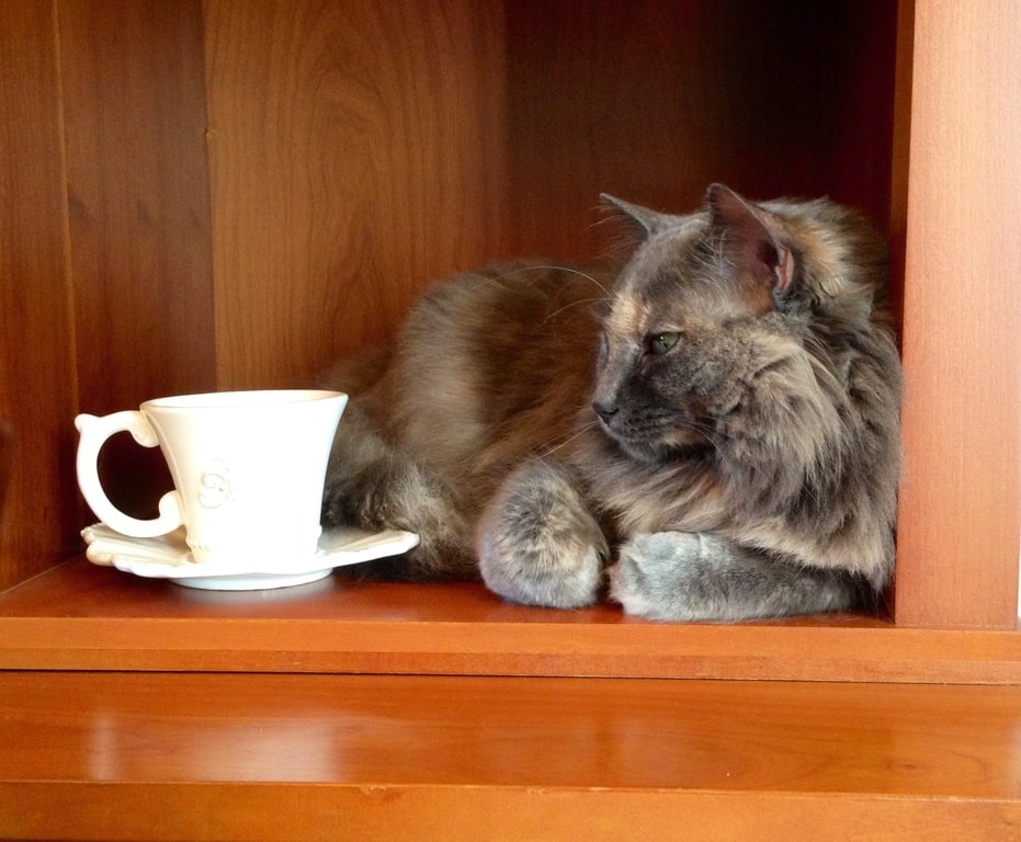 Can Cats Drink Tea? What You Need to Know