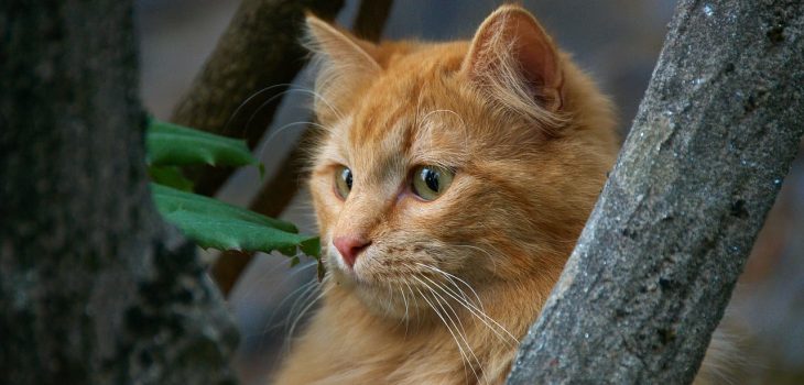 Can Cats Eat Pepper? Important Facts to Remember