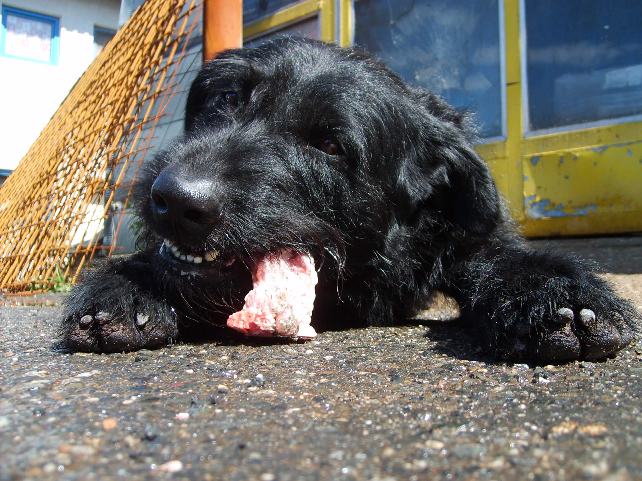 Can Dogs Eat Spoiled Meat? Here’s Why They Shouldn’t