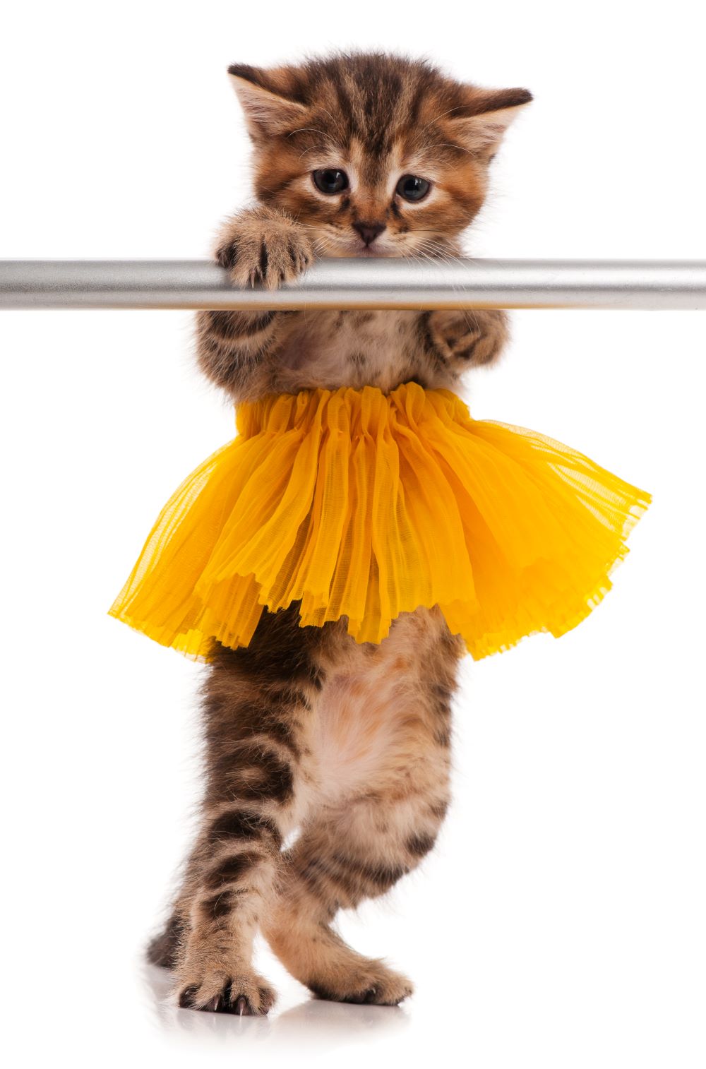 How To Make A Constipated Kitten Poop